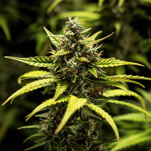 Samen 3x NYC Sour D Automatik Royalqueenseeds